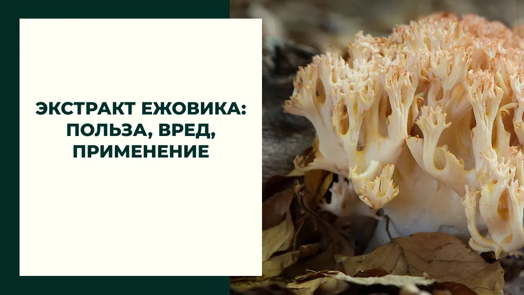 Экстракт ежовика: польза, вред, применение